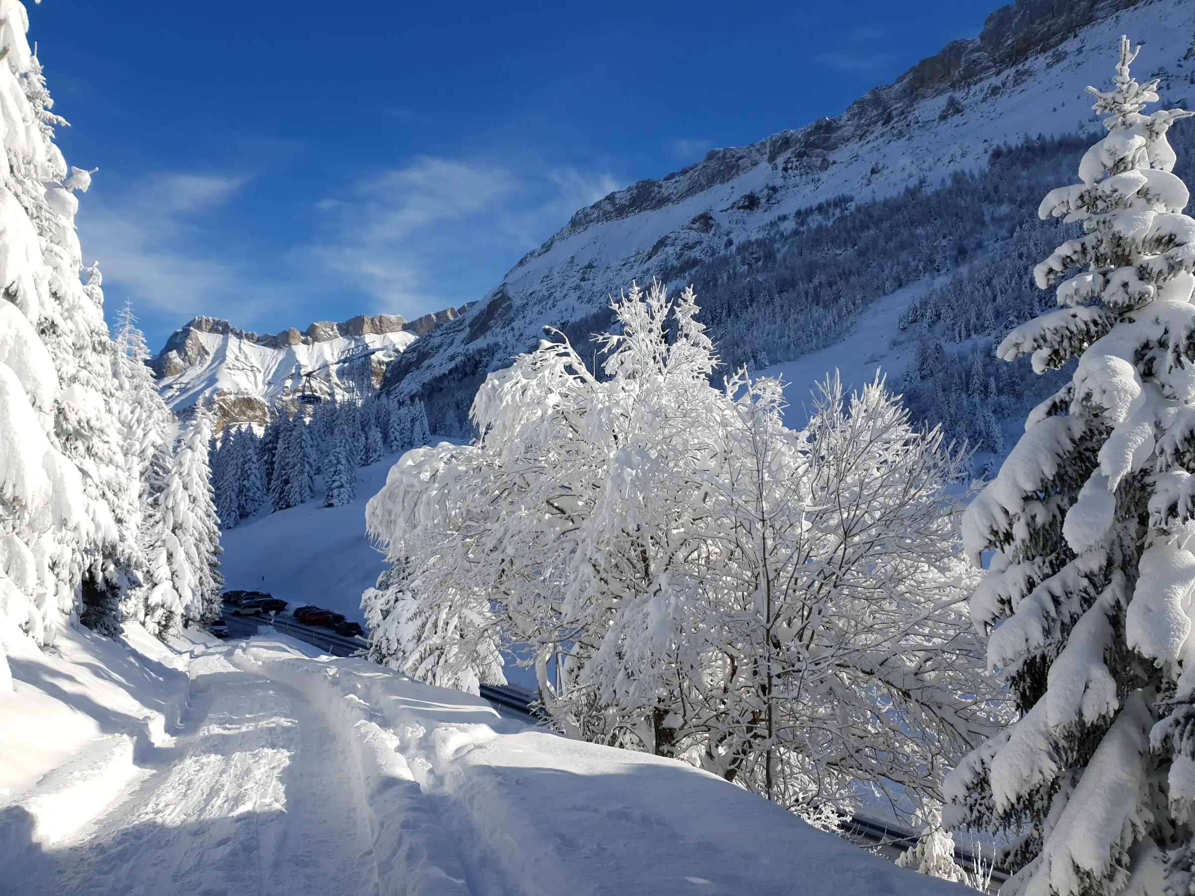 Snow-laden trees and peaks at Col du Pillon