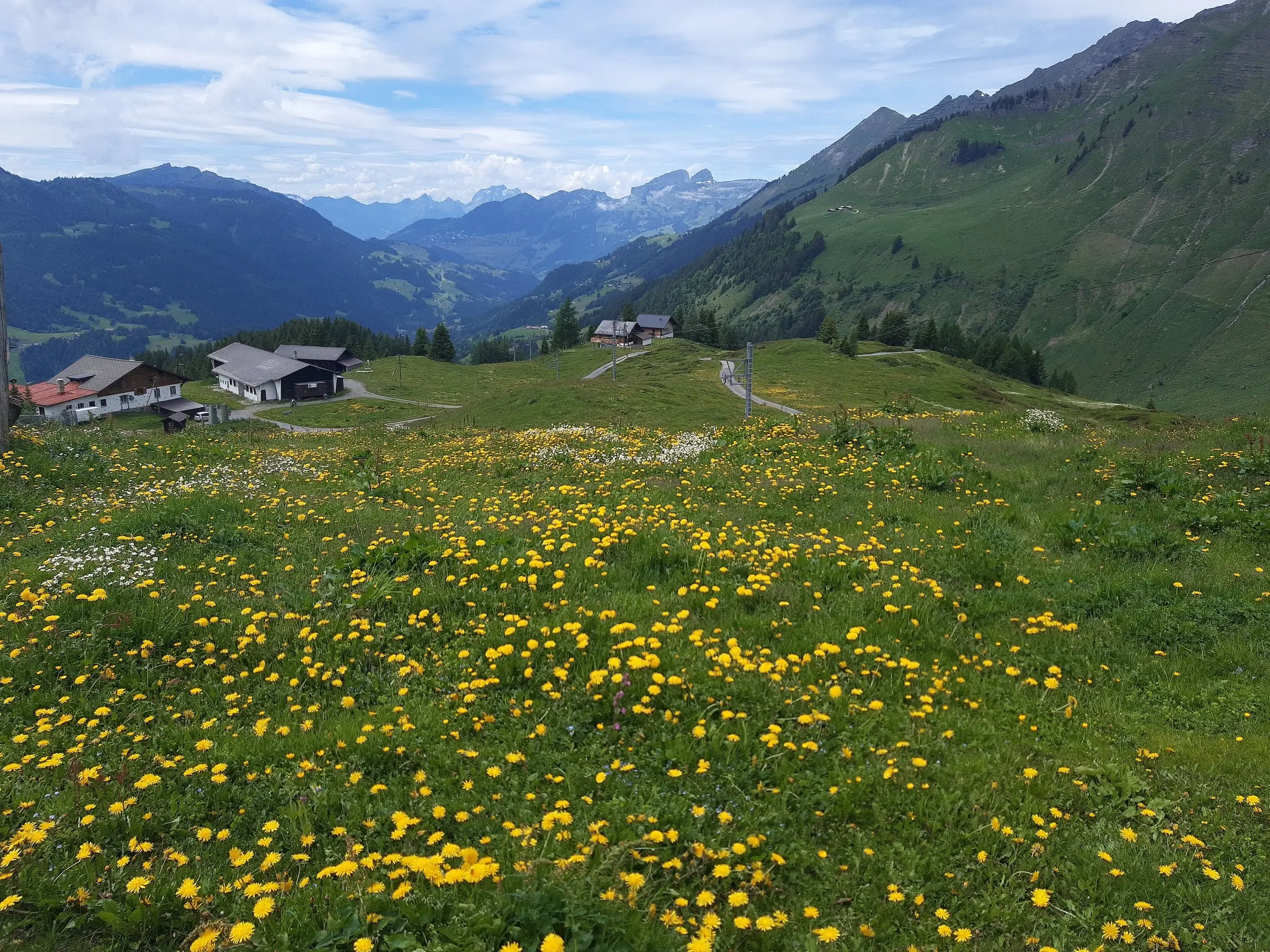 Flower meadows and chalets above Les Diablerets